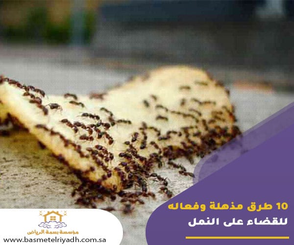 10 طرق مذهلة وفعاله للقضاء على النمل