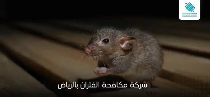 شركة مكافحة الفئران بالرياض
