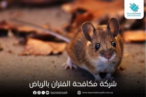 شركة مكافحة الفئران بالرياض