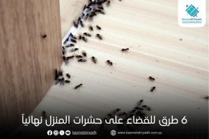6 طرق للقضاء على حشرات المنزل نهائياً