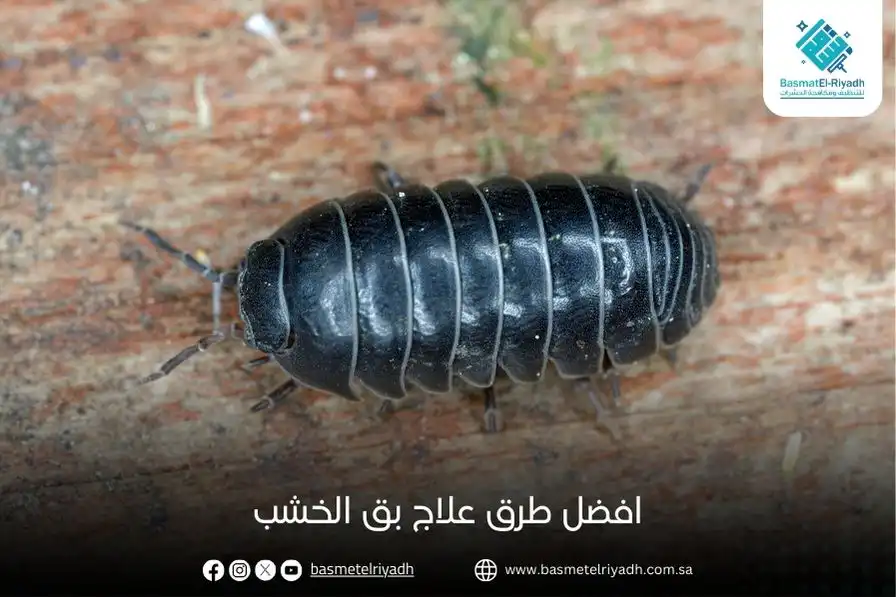 افضل طرق علاج بق الخشب