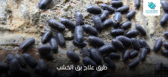 طرق علاج بق الخشب