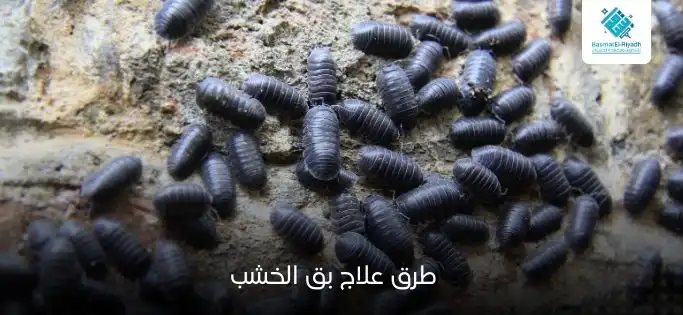 افضل طرق علاج بق الخشب