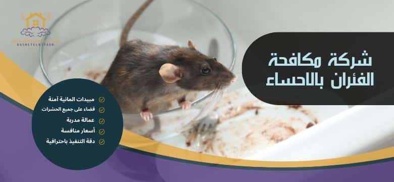 شركة مكافحة الفئران بالاحساء