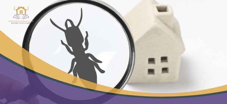 شركة مكافحة النمل الاسود بالدمام