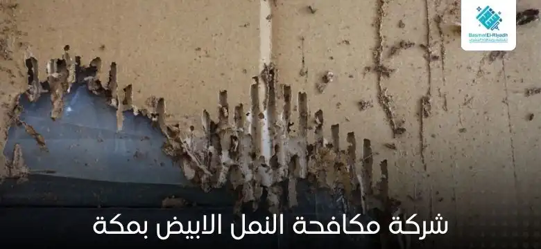 شركة مكافحة النمل الابيض بمكة