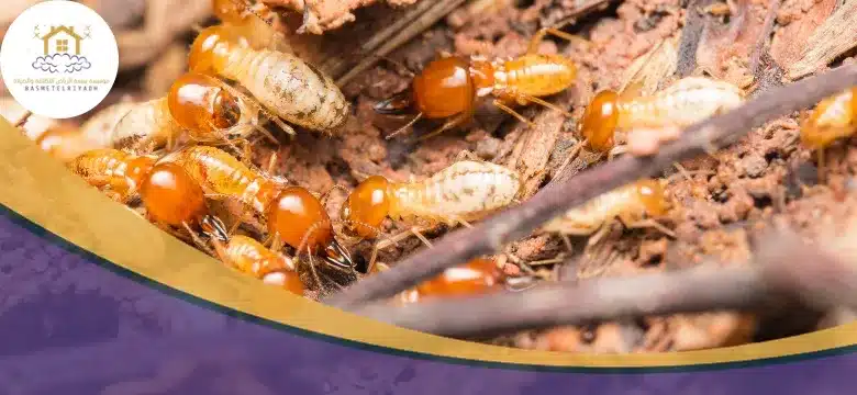 طرق مكافحة النمل الابيض بمكة