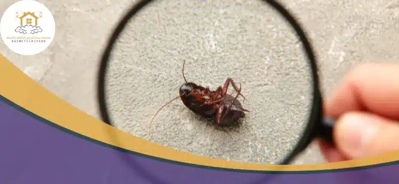أرخص شركة مكافحة صراصير بجدة