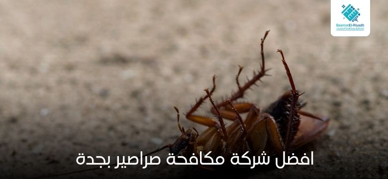 افضل شركة مكافحة صراصير بجدة