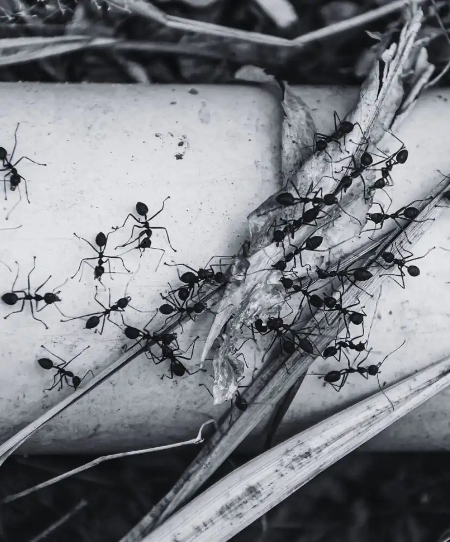 خدمة مكافحة الحشرات من بسمة الرياض