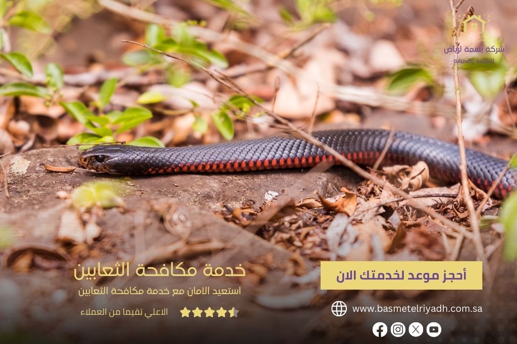 خدمة مكافحة الثعابين من بسمة الرياض