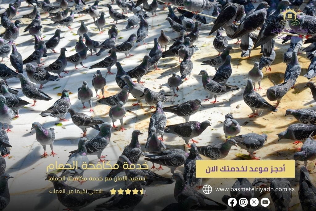خدمة مكافحة الحمام من بسمة الرياض