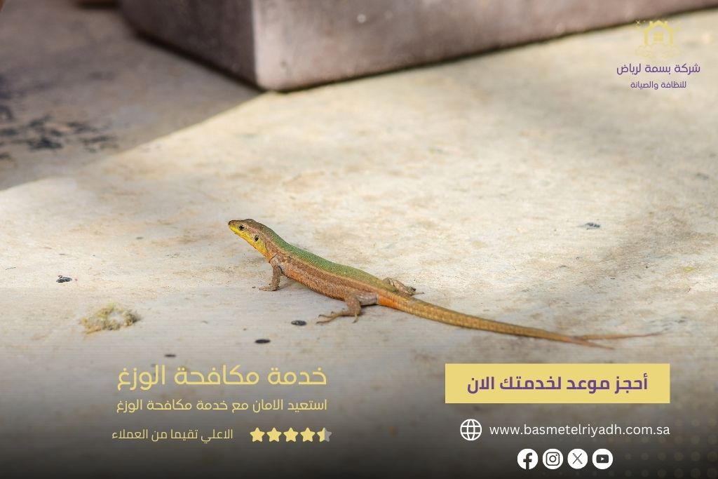 خدمة مكافحة الوزغ من بسمة الرياض