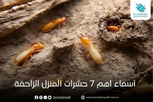 أسماء اهم 7 حشرات المنزل الزاحفة