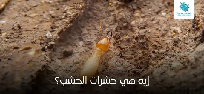 إيه هي حشرات الخشب؟