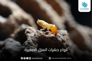 انواع حشرات المنزل الصغيرة