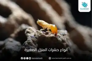 انواع حشرات المنزل الصغيرة