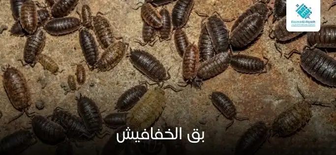 بق الخفافيش