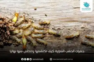 حشرات الخشب المنزلية كيف تكتشفها وتتخلص منها نهائيا