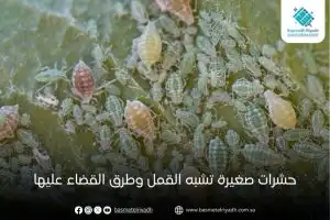 حشرات صغيرة تشبه القمل وطرق القضاء عليها