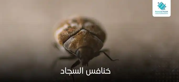 خنافس السجاد
