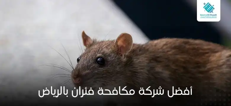 أفضل شركة مكافحة فئران بالرياض