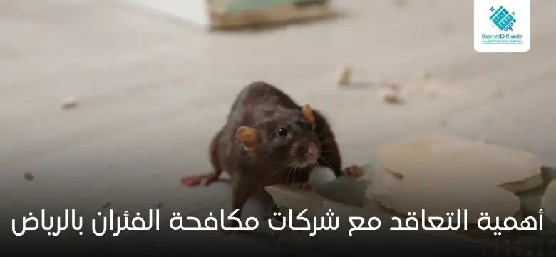 أهمية التعاقد مع شركات مكافحة الفئران بالرياض