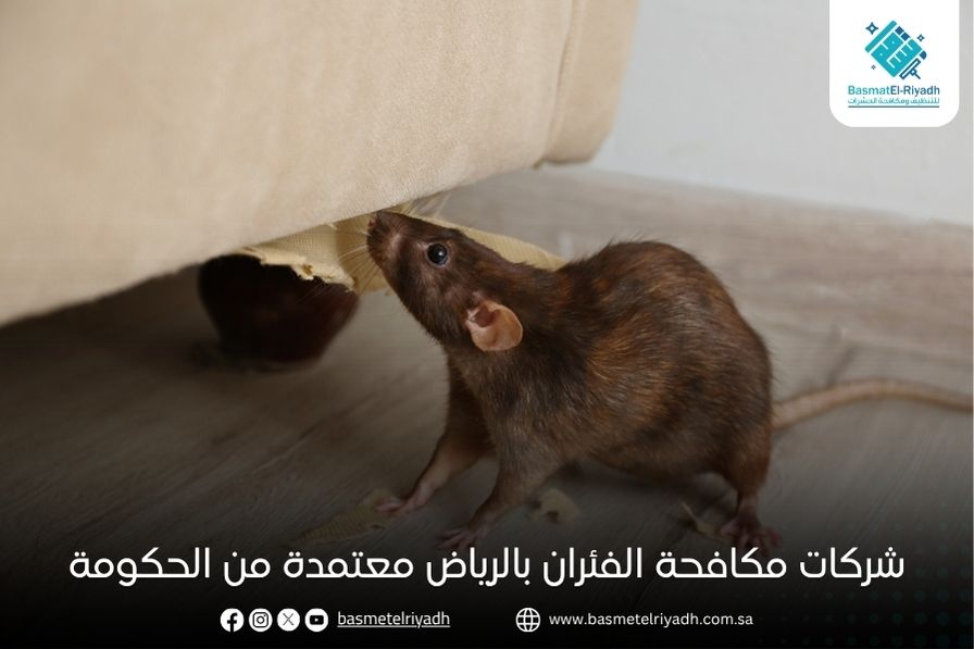 شركات مكافحة الفئران بالرياض معتمدة من الحكومة