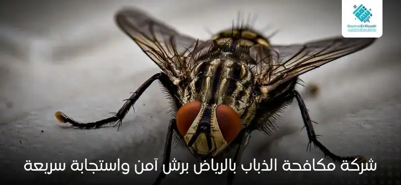 شركة مكافحة الذباب بالرياض برش آمن واستجابة سريعة
