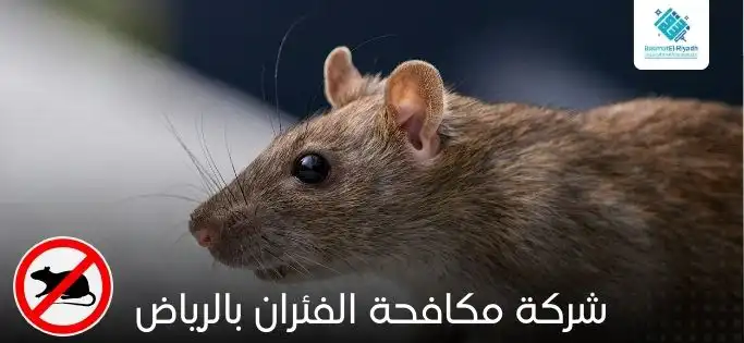 شركة مكافحة الفئران بالرياض