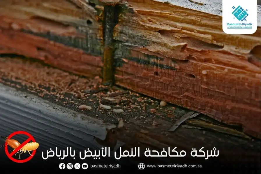 شركة مكافحة النمل الأبيض بالرياض