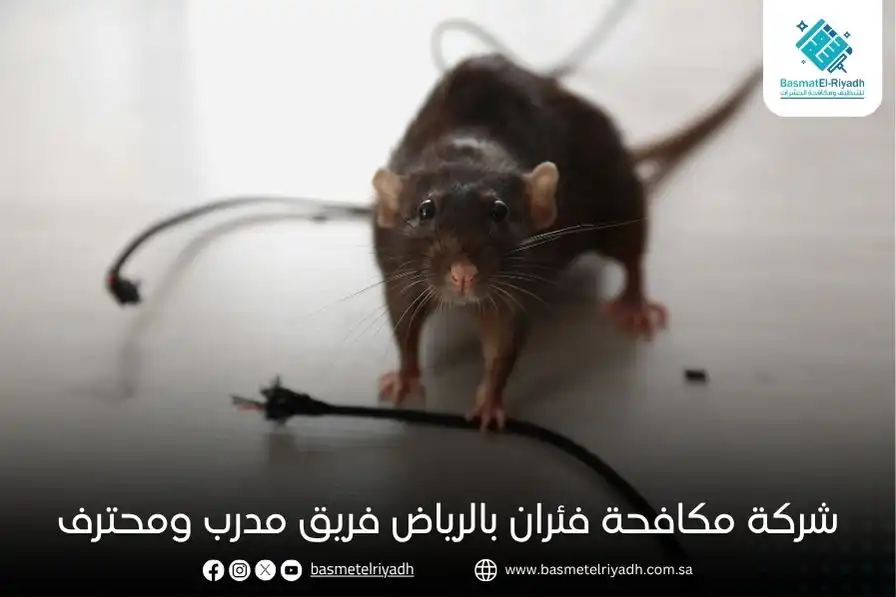شركة مكافحة فئران بالرياض فريق مدرب ومحترف