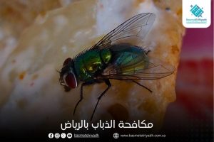 مكافحة الذباب بالرياض