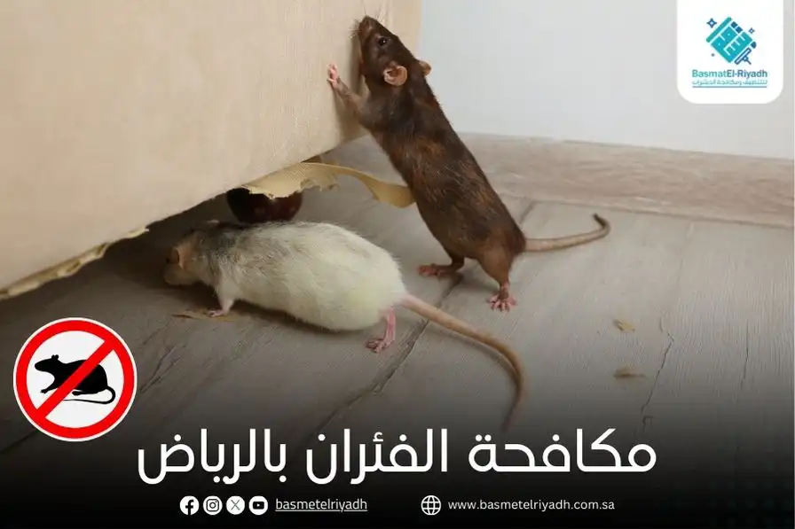 مكافحة الفئران بالرياض