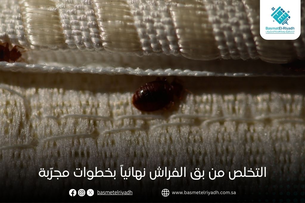 التخلص من بق الفراش نهائياً بخطوات مجرّبة
